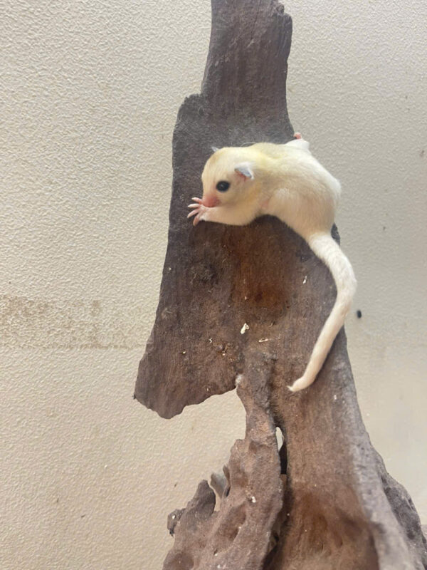 Plamoza