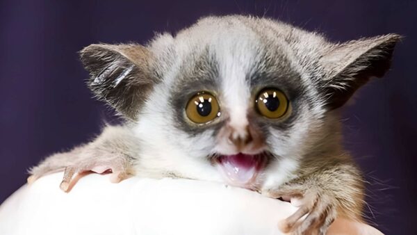 Bushbaby