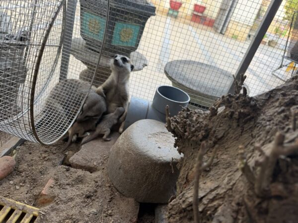 Meerket